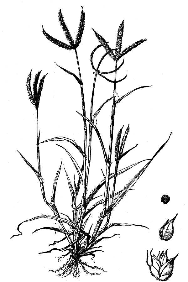600x900 Large Image For Dactyloctenium Aegyptium (Egyptian Grass) Usda