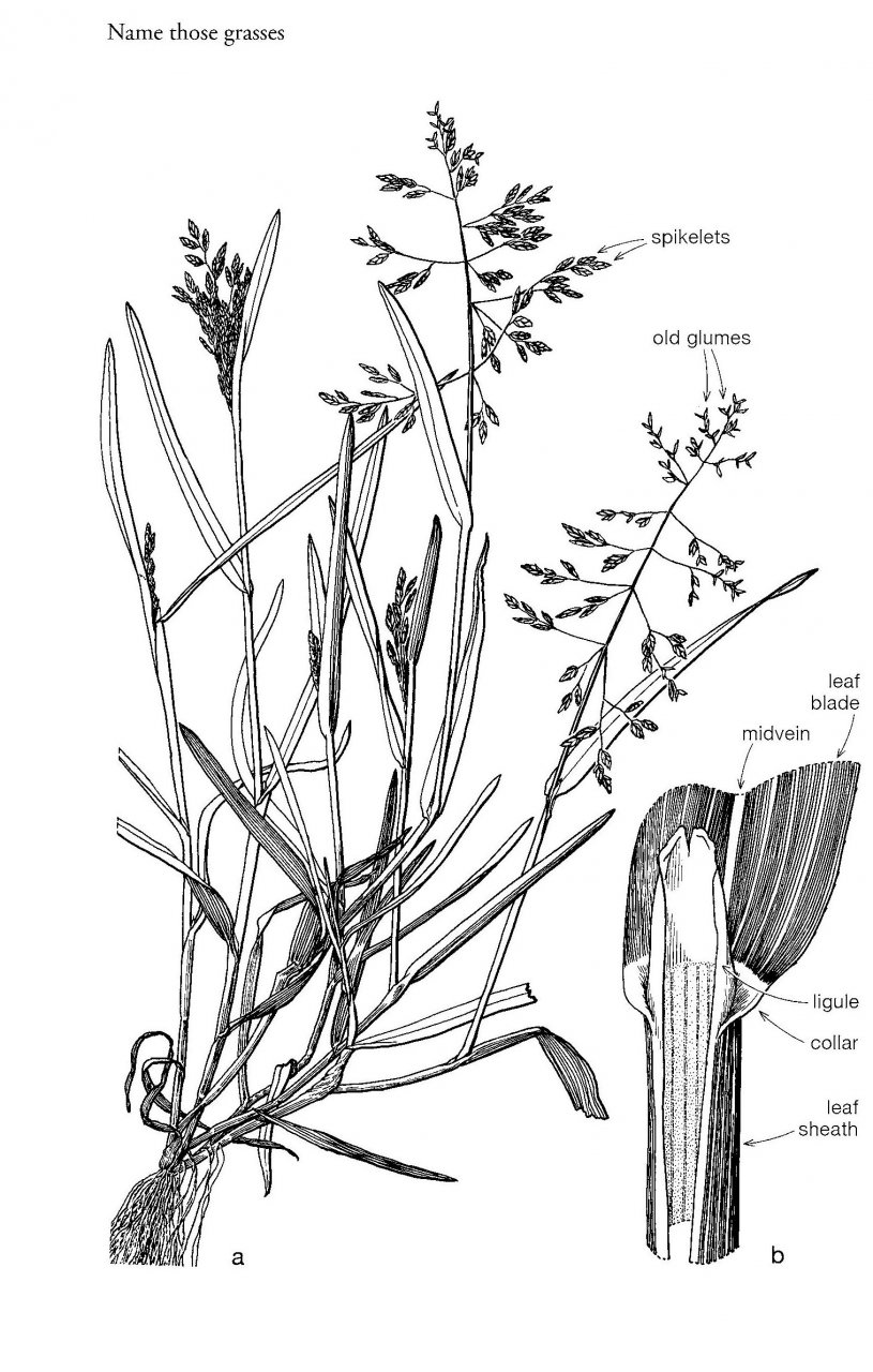815x1280 Name Those Grasses Identifying Grasses, Sedges And Rushes Ian