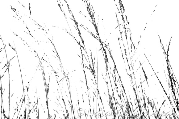 580x387 Natalie Kinnear Photography Black And White Wild Grasses