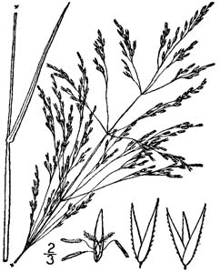 242x300 Native Plants For Georgia Part Iv Grasses And Sedges Uga