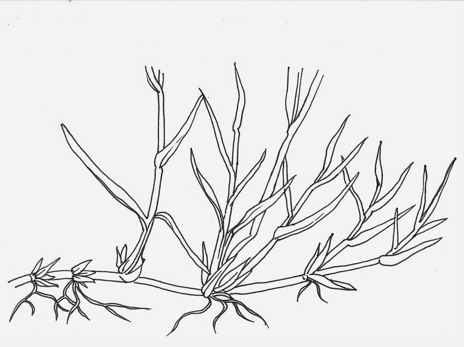 1600x1197 Noel's Garden Blog Grasses