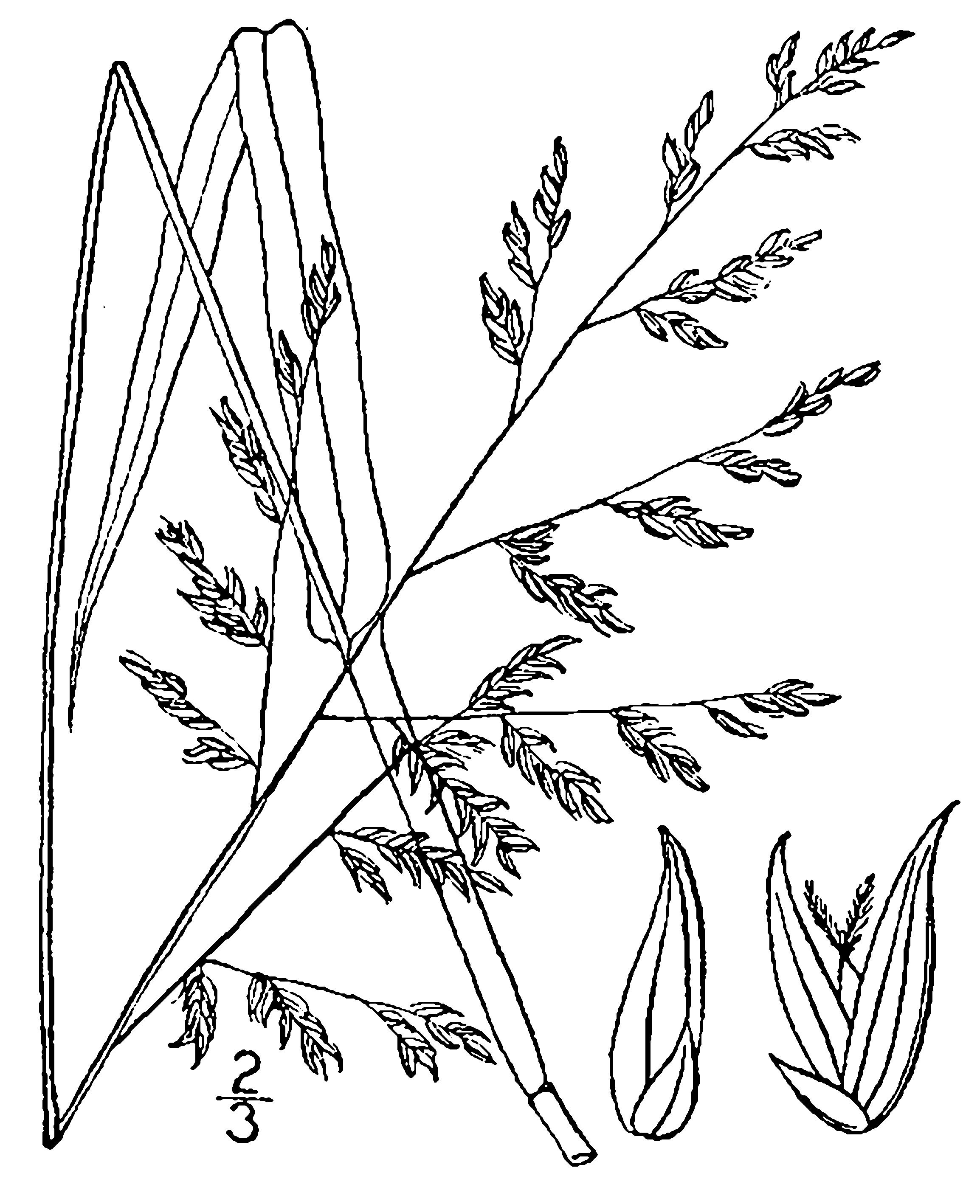 2308x2836 Panicum Anceps Michx. Beaked Panic Grass