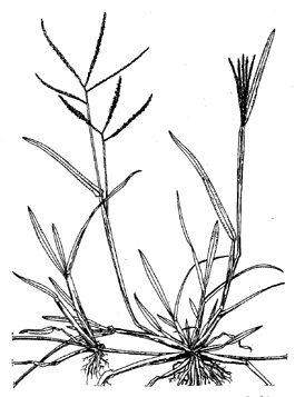 265x357 Better Pastures For The Tropics