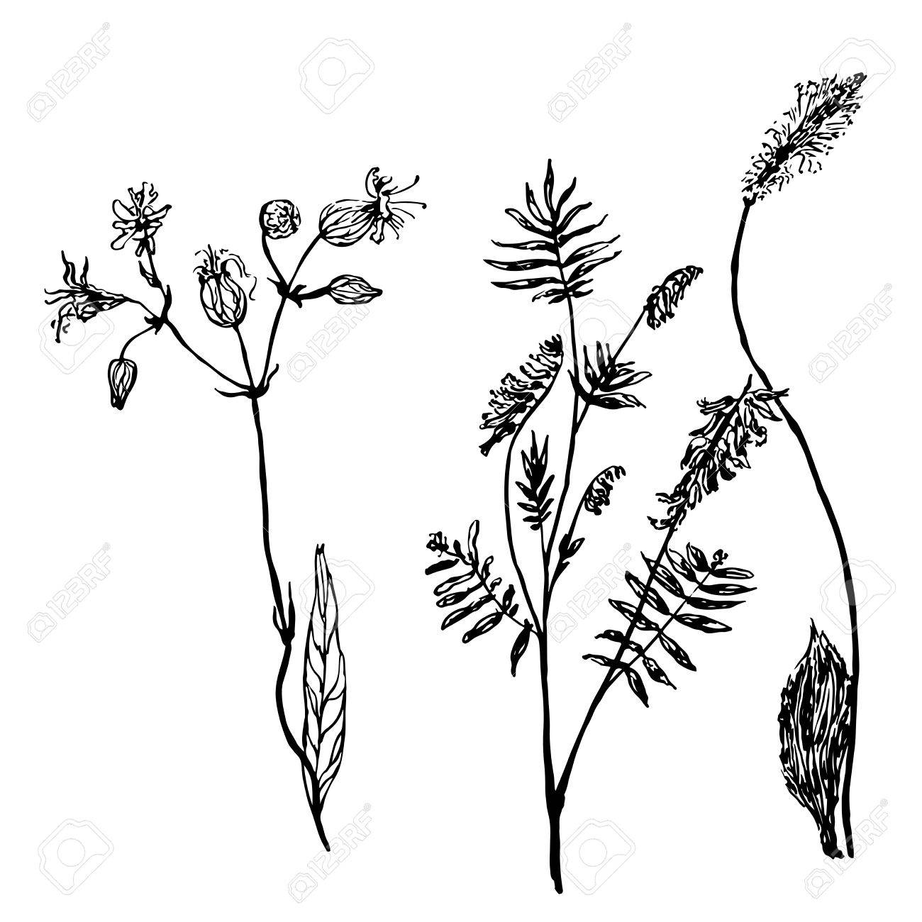 1300x1300 Set Of Isolated Drawings Meadow Grass Sketch Vector Illustration