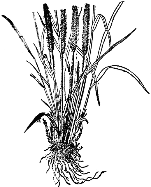 518x640 Timothy Grass Clipart Etc