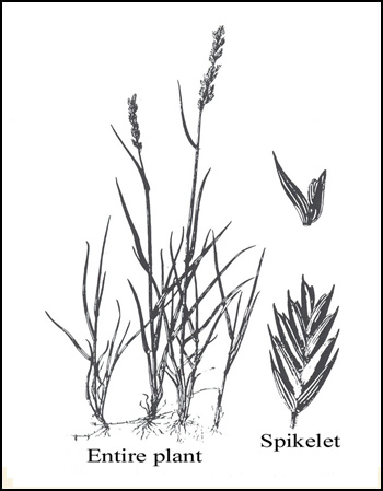 350x449 Western Wheatgrass