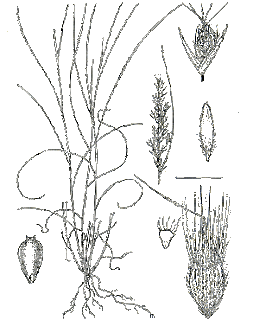 253x320 Zee Kraaszie Aorte Blog Of Nicola Morton Romantic Grasses 2015 2016