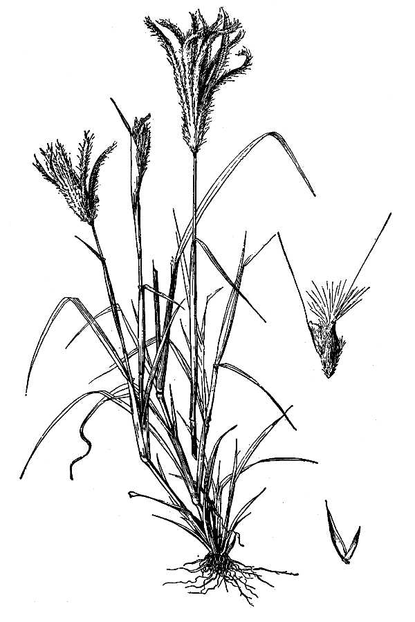 600x900 Feather Finger Grass