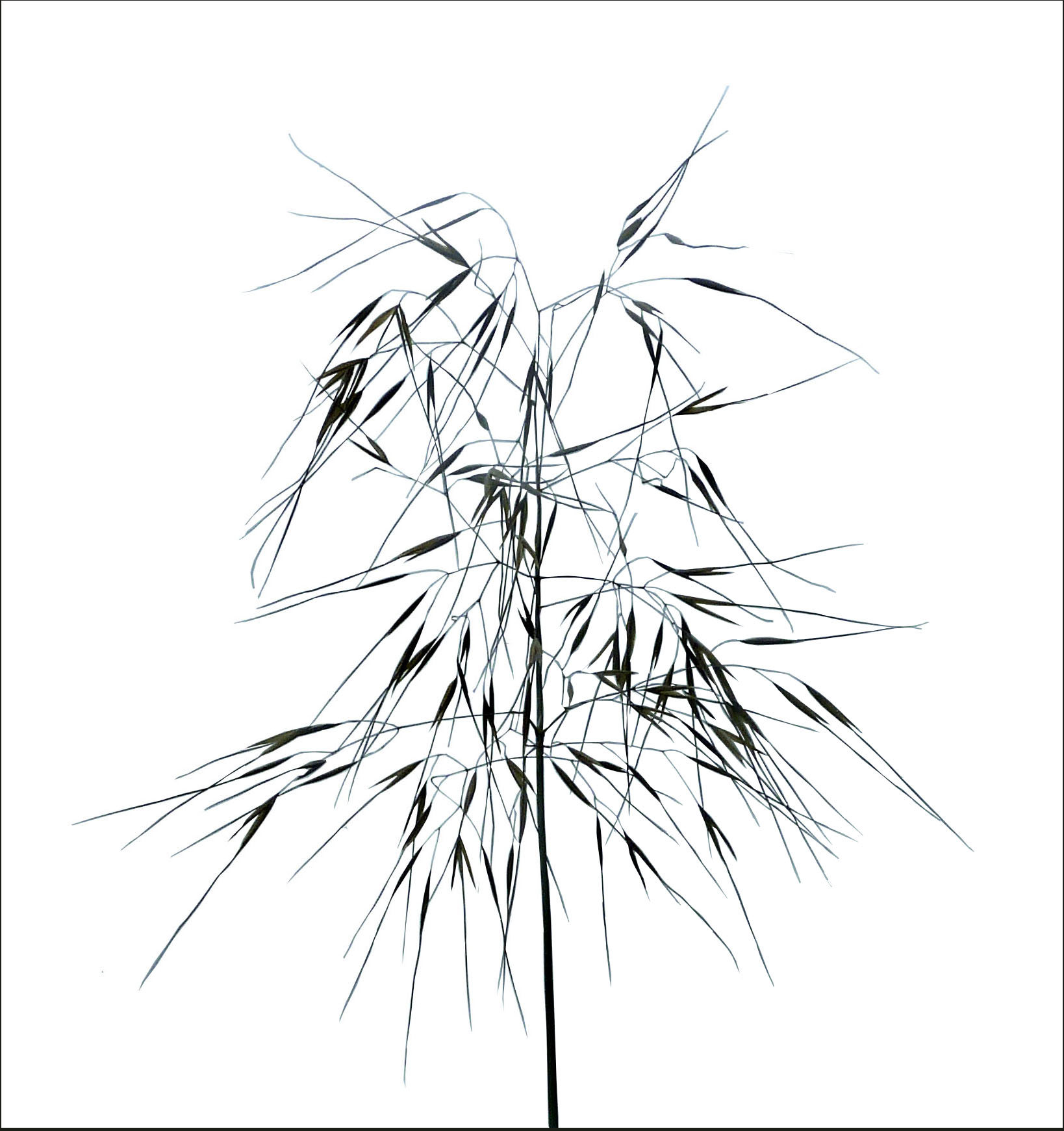 1638x1741 Grass Silhouette Louis' Page