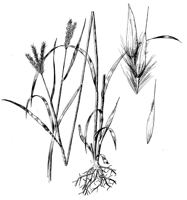 600x641 Big Bluestem (Andropogon Gerardii)