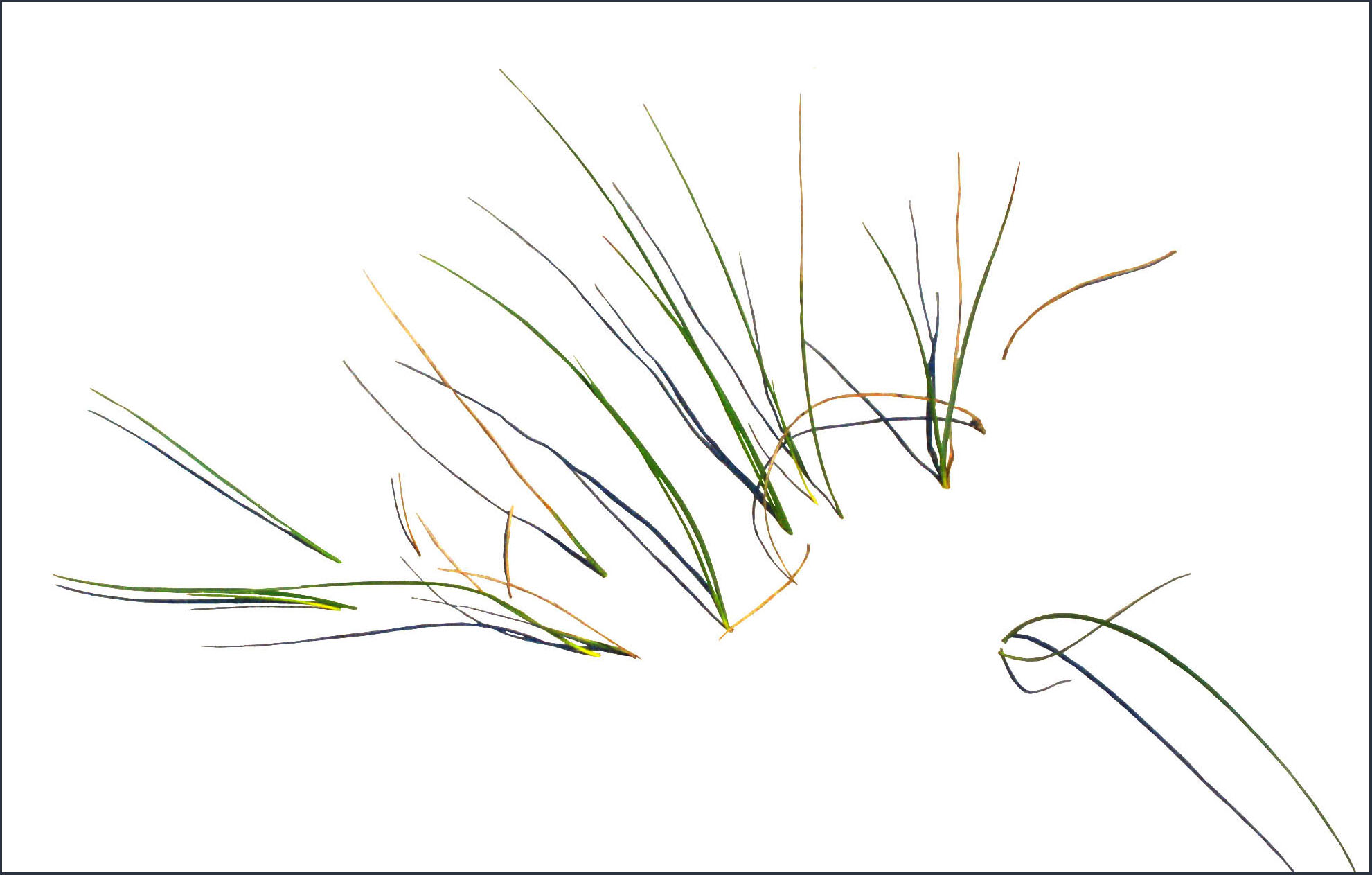 1981x1263 Dune Grass 3 Louis' Page