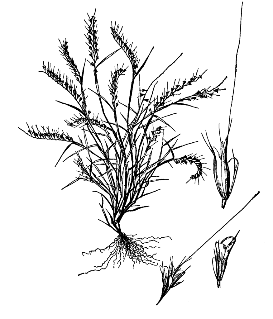 Grasses Drawing at GetDrawings | Free download