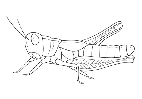 480x336 Grasshopper Coloring Page