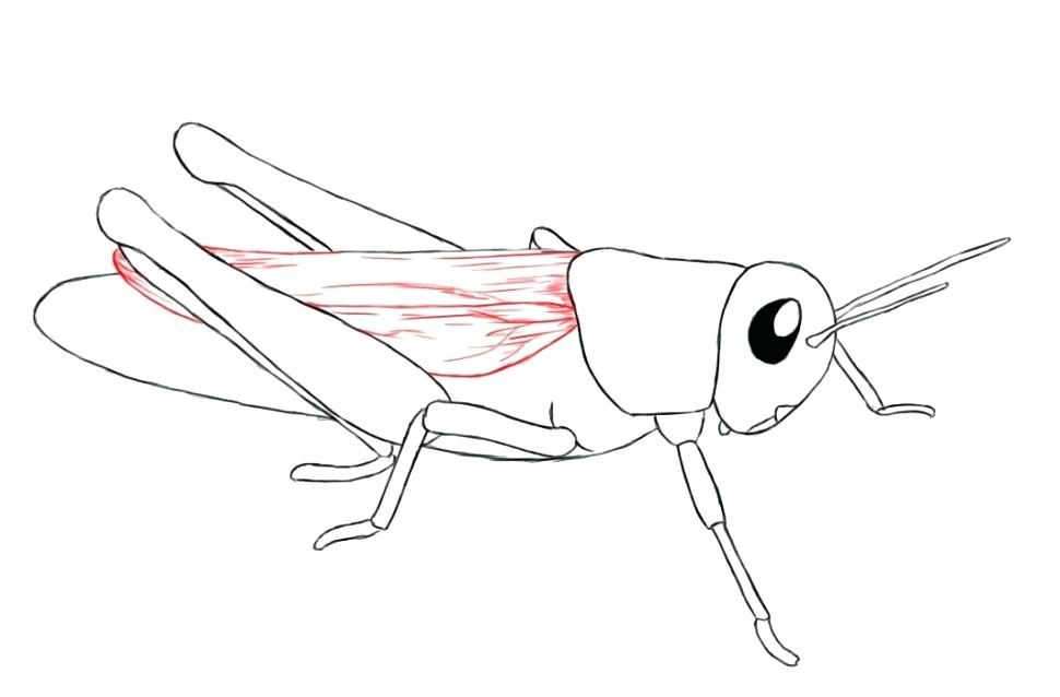 970x638 Grasshopper Coloring Page Sad Grasshopper Coloring Page The Ant