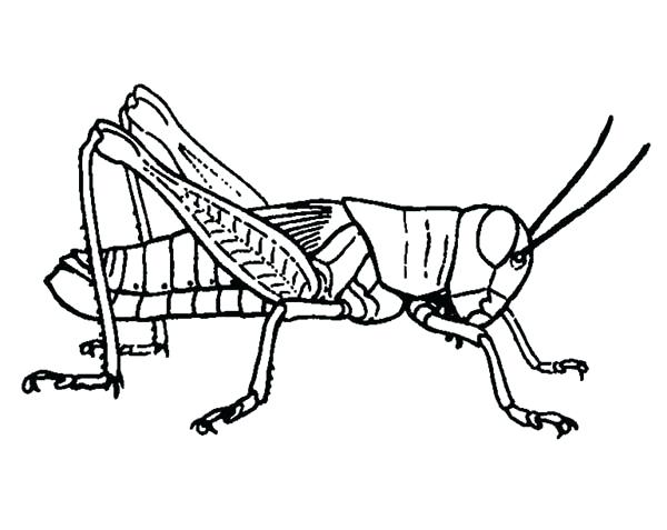 600x477 Grasshopper Picture Coloring Page Download Print Online Pages