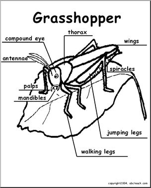 304x379 Animal Diagrams Grasshopper (Labeled Parts) Abcteach
