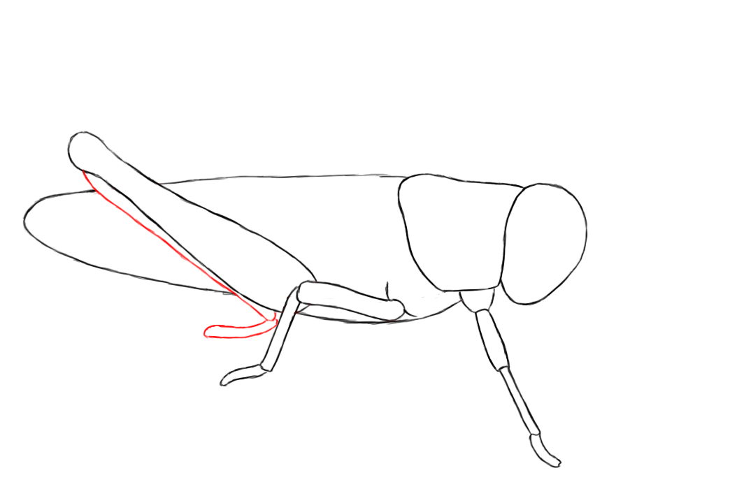 1064x700 How To Draw A Grasshopper