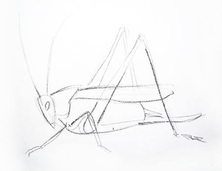 450x347 How To Draw A Grasshopper
