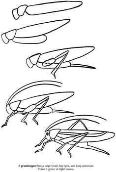 236x348 How To Draw A Grasshopper How To Draw Drawings