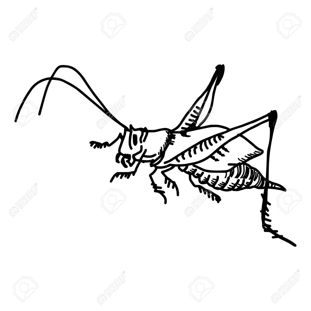 1300x1300 Illustration Vector Doodles Hand Drawn Grasshopper Isolated