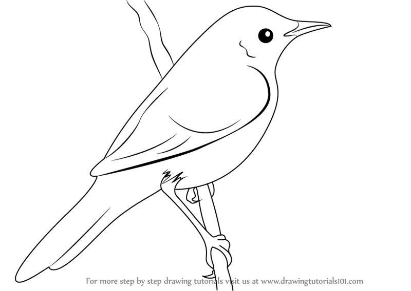 800x568 Learn How To Draw A Grasshopper Warbler (Birds) Step By Step