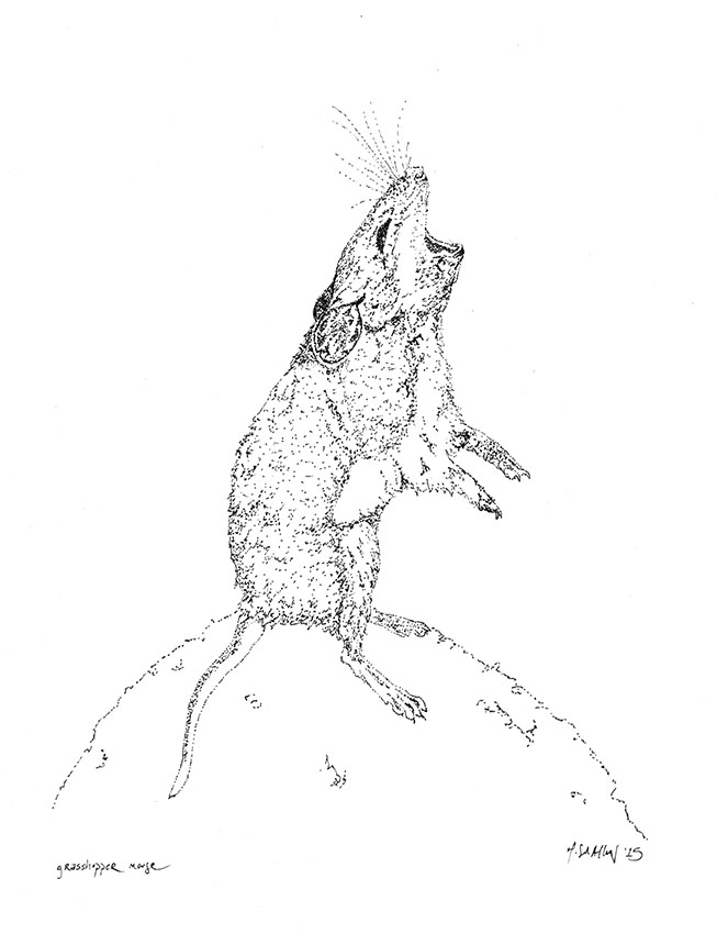 653x850 Stippled Grasshopper Mouse