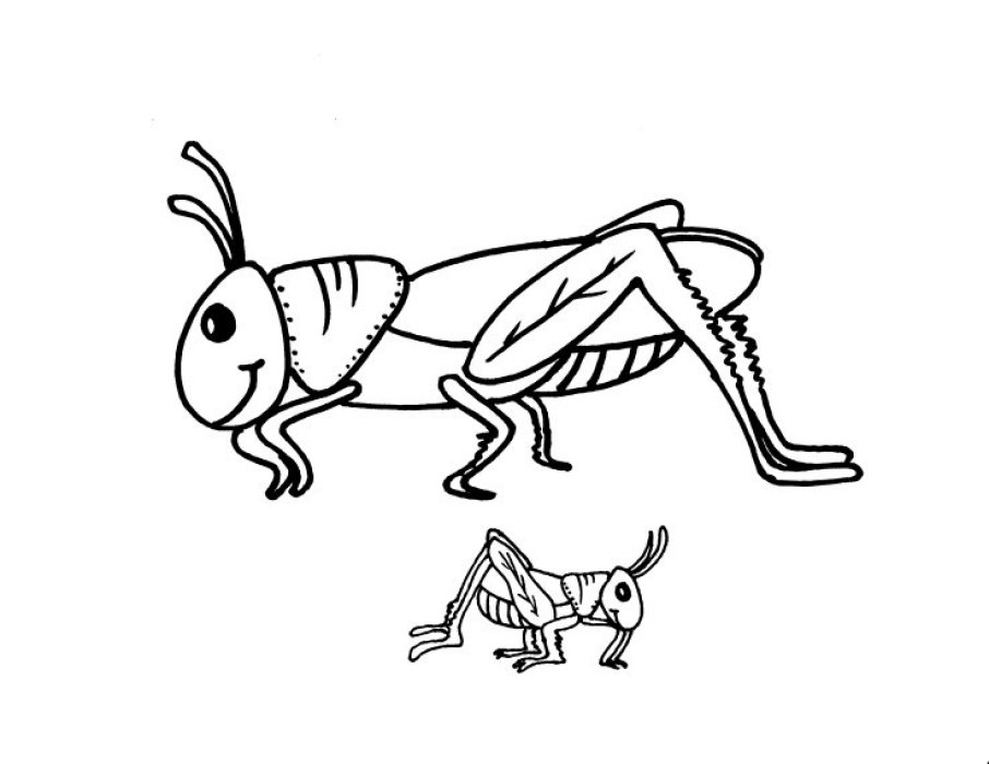 906x700 Free Animals Grasshopper Printable Coloring Pages For Preschool