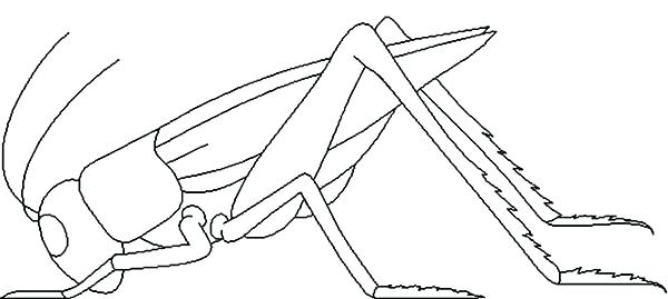 600x269 Grasshopper Coloring Page