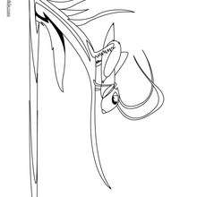 220x220 Grasshopper Coloring Pages, Videos For Kids, Drawing For Kids