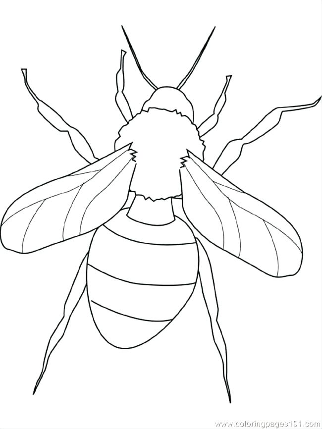 650x866 Grasshopper Coloring Page 4 The Pages Download Free Print Murs