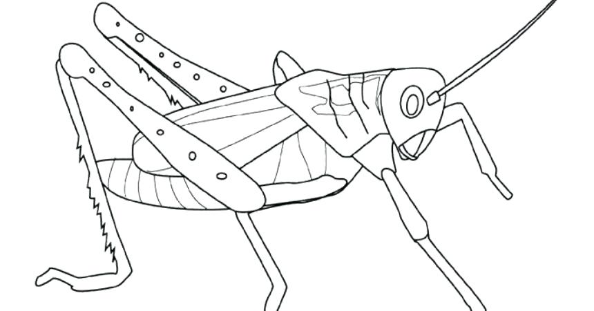 Grasshopper Drawing For Kids at GetDrawings | Free download