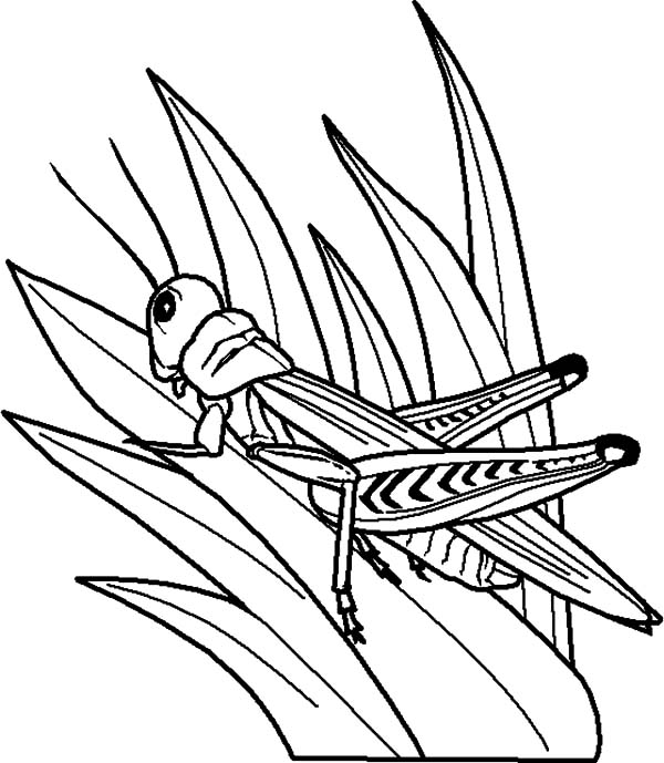 600x689 Grasshopper Perch On Grass Coloring Pages Color Luna