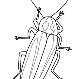 300x300 Firefly Clipart Outline