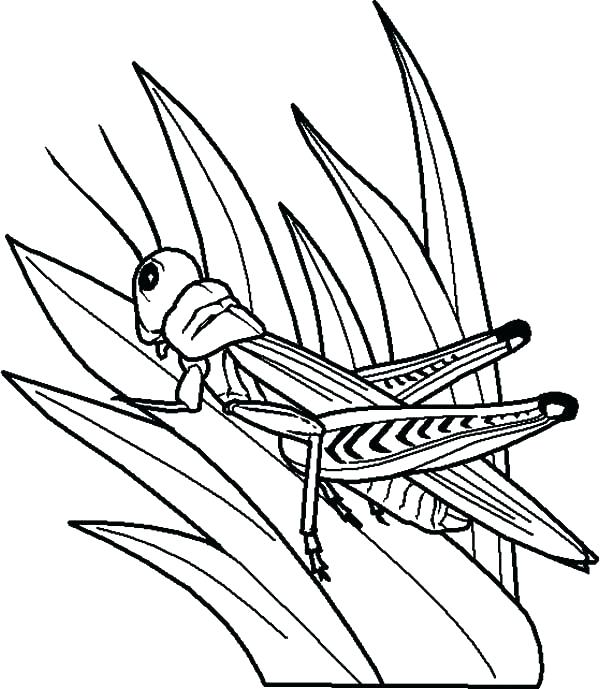 Grasshopper Drawing Outline at GetDrawings | Free download