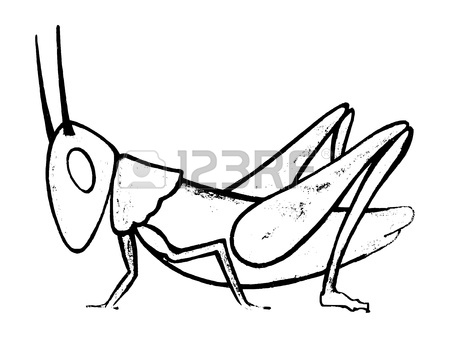 450x338 Grasshopper Drawing Outline Clipart Panda