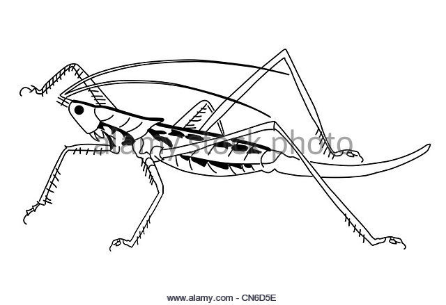640x439 Grasshopper Silhouette Stock Photos Amp Grasshopper Silhouette Stock