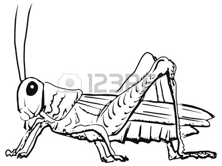 450x338 Grasshopper Stock Photos. Royalty Free Business Images