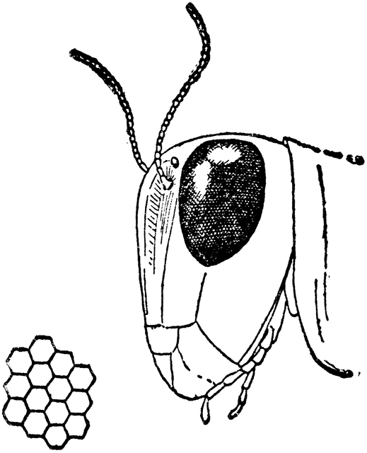 519x640 Grasshopper Clipart Head