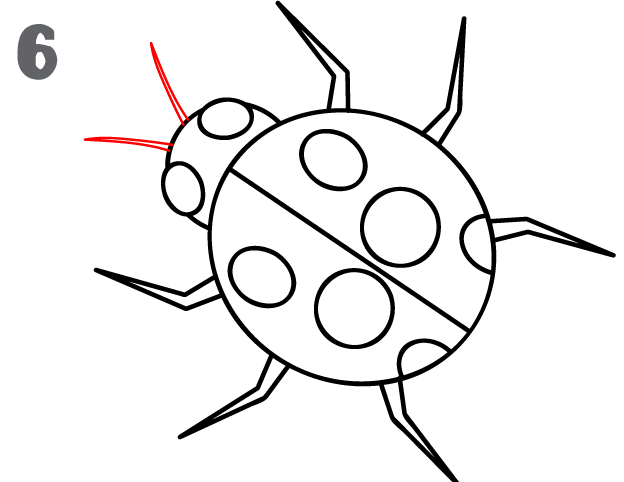 624x482 How To Draw A Ladybug