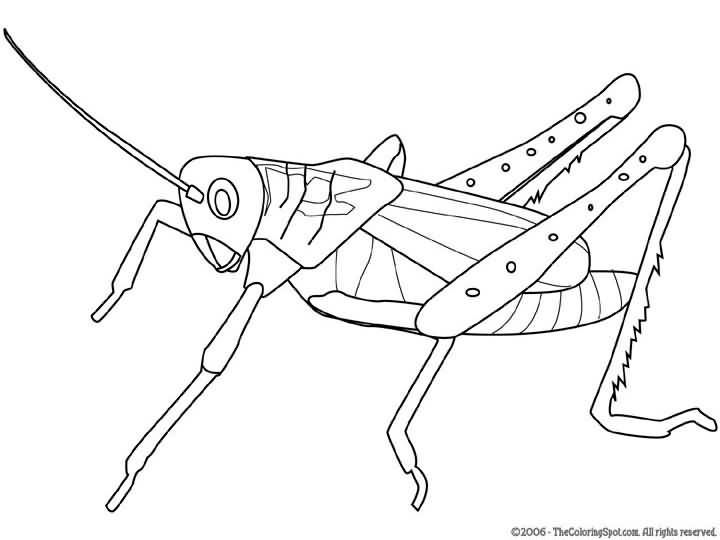 Grasshopper Drawing Outline at GetDrawings | Free download