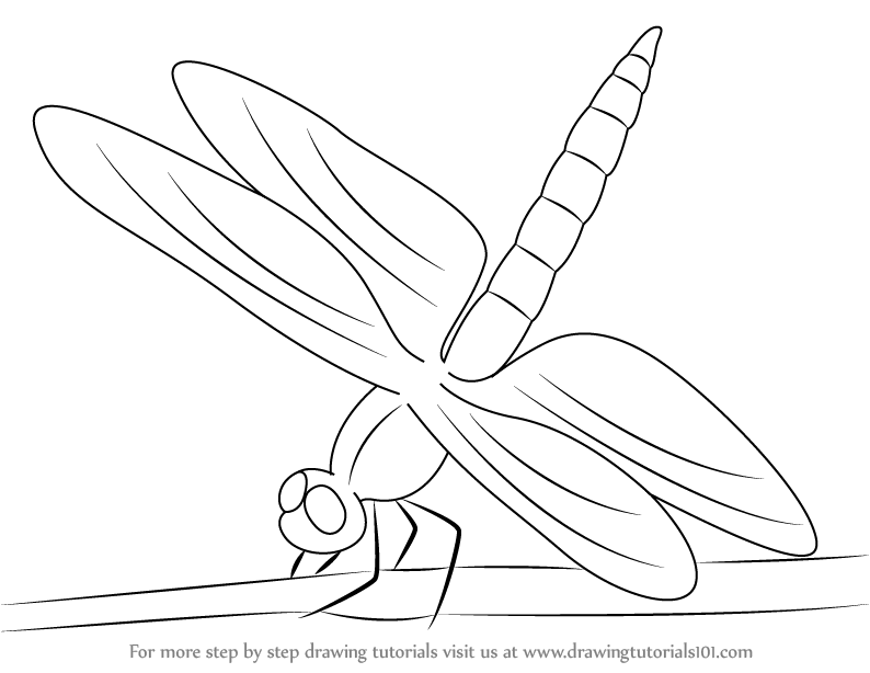 794x614 Drawn Insect Outline Drawing