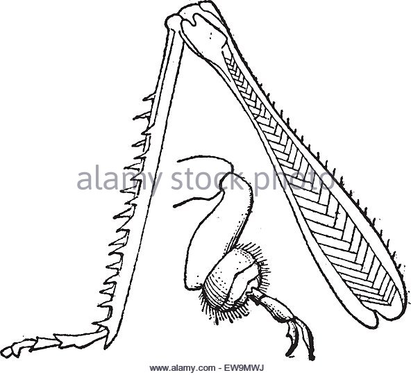 592x540 Grasshopper Black And White Stock Photos Amp Images