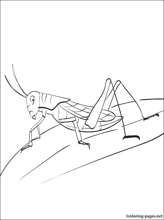 560x750 Grasshopper Coloring Page Sad Grasshopper Coloring Page The Ant