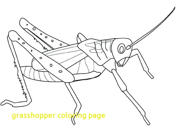 600x450 Grasshopper Coloring Page With Top 10 Grasshopper Coloring Pages