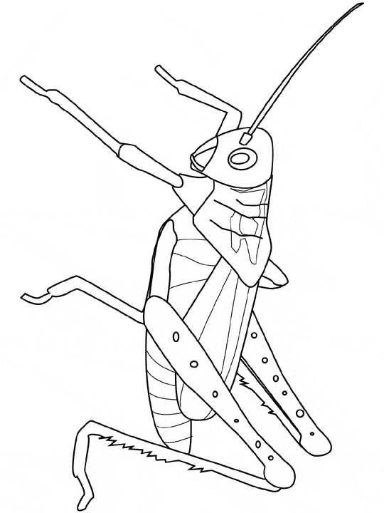 540x720 Grasshopper Coloring