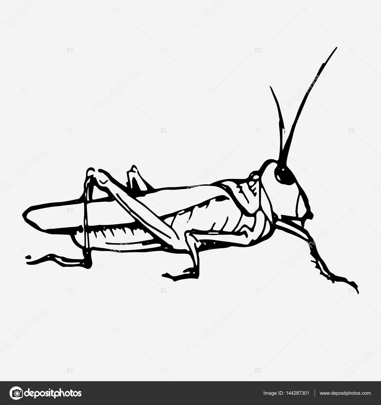 1600x1700 Green Grasshopper Vector Illustration. Stock Vector Hlivnyk.a