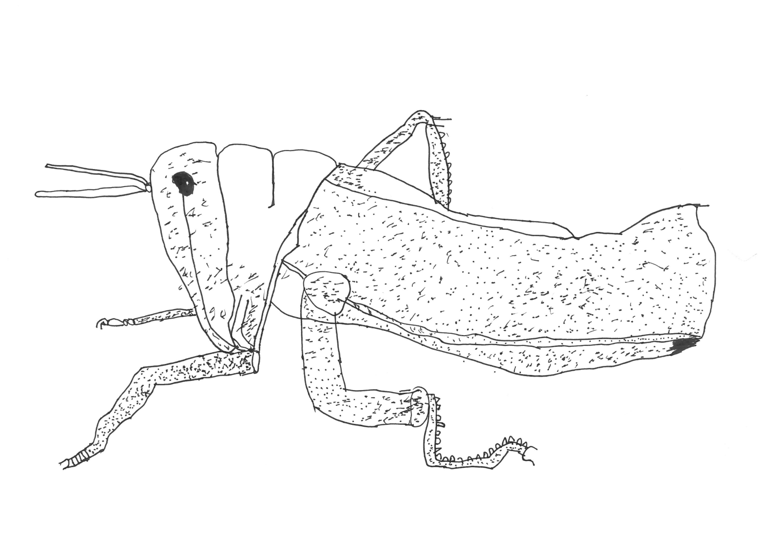 1600x1131 Minibeast Sketches Glendale Infant School