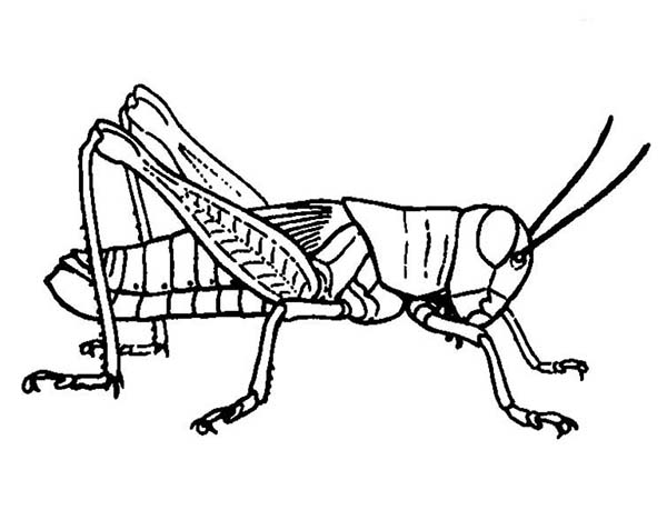 600x477 Grasshopper Coloring Page Grasshopper Picture Coloring Page
