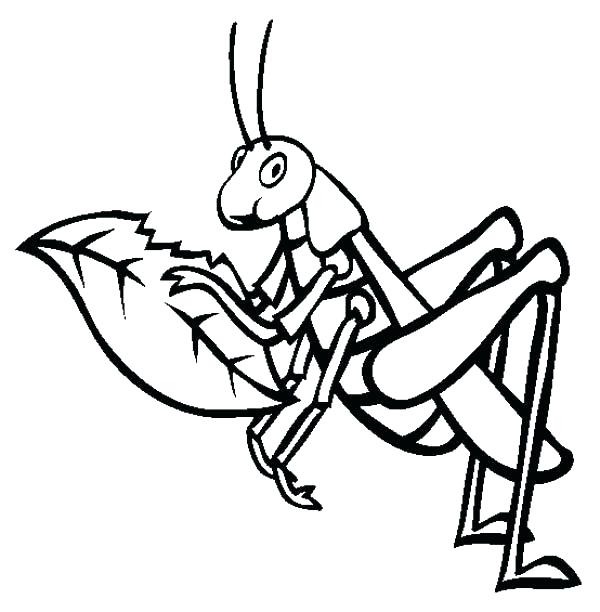 Grasshopper Line Drawing at GetDrawings | Free download