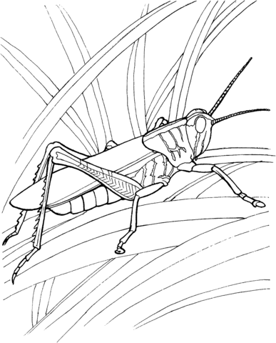 387x480 Grasshopper Coloring Printable